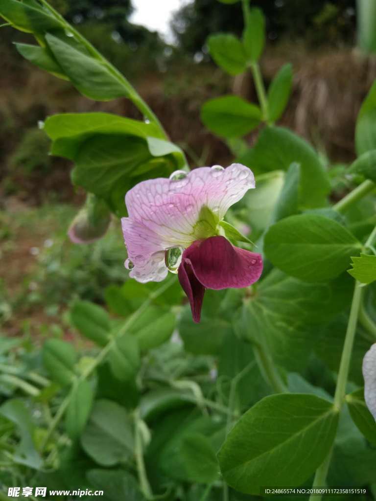 荷兰豆花