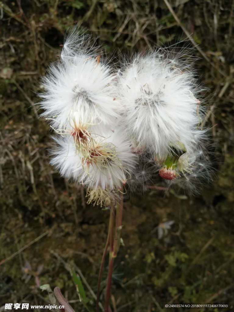 野生蒲公英