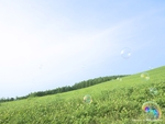 草坪