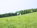 草坪