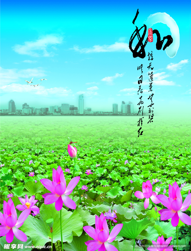 荷花