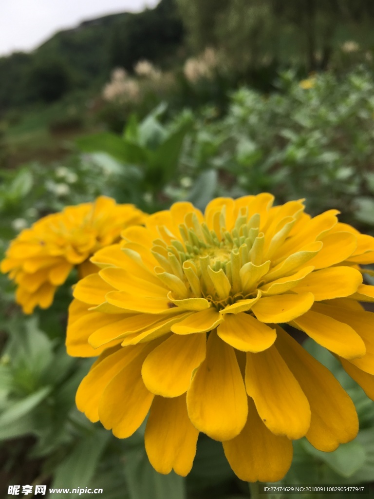 百日草