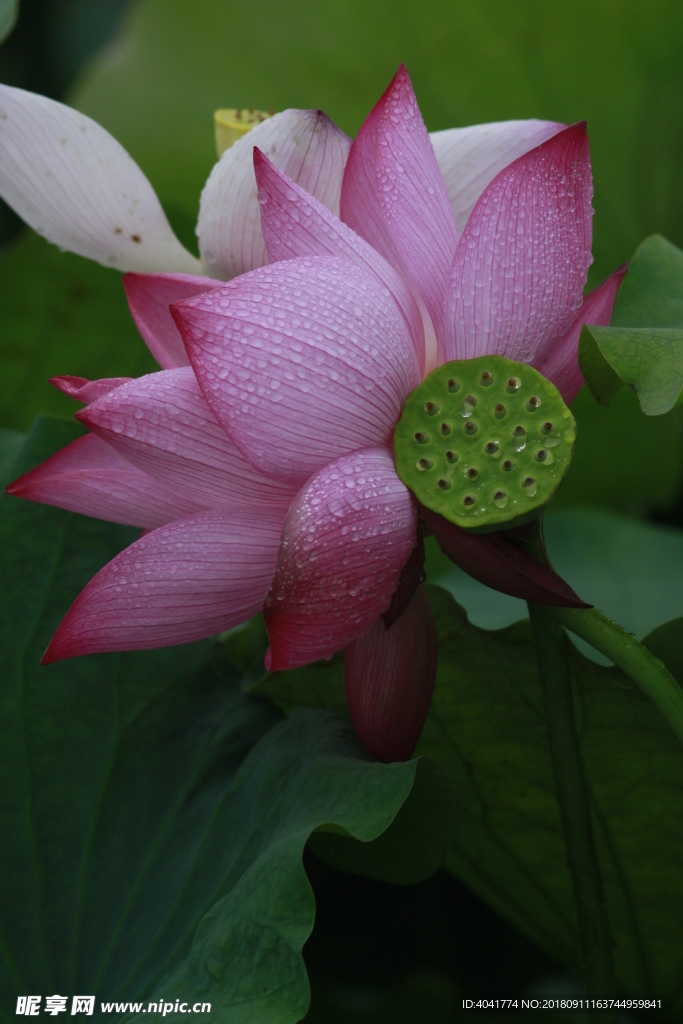 荷花