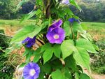 牵牛花