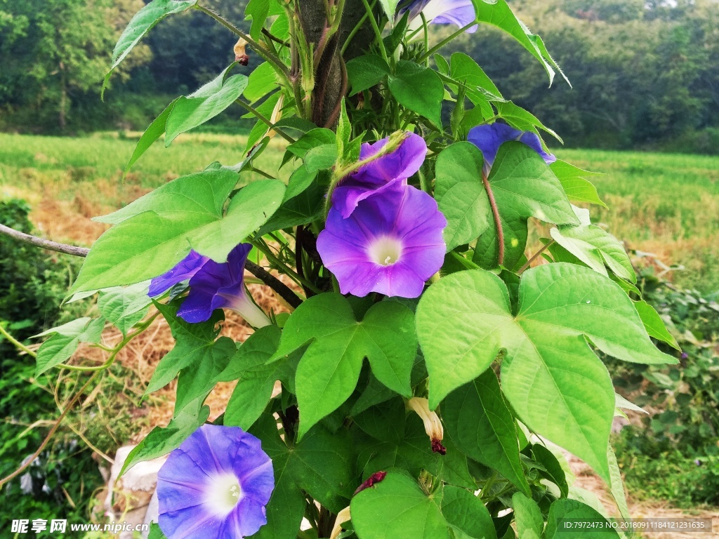 牵牛花