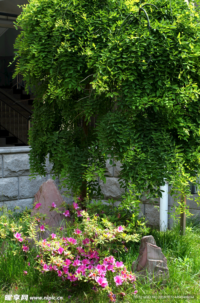 校园一角 翠岗中学 花草 建筑