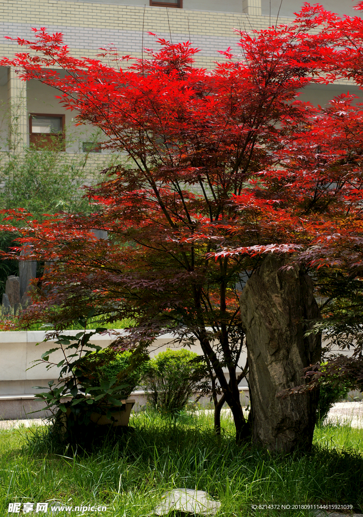 校园一角 翠岗中学 花草 建筑