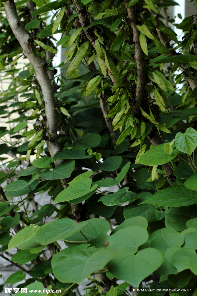 校园一角 翠岗中学 花草 建筑