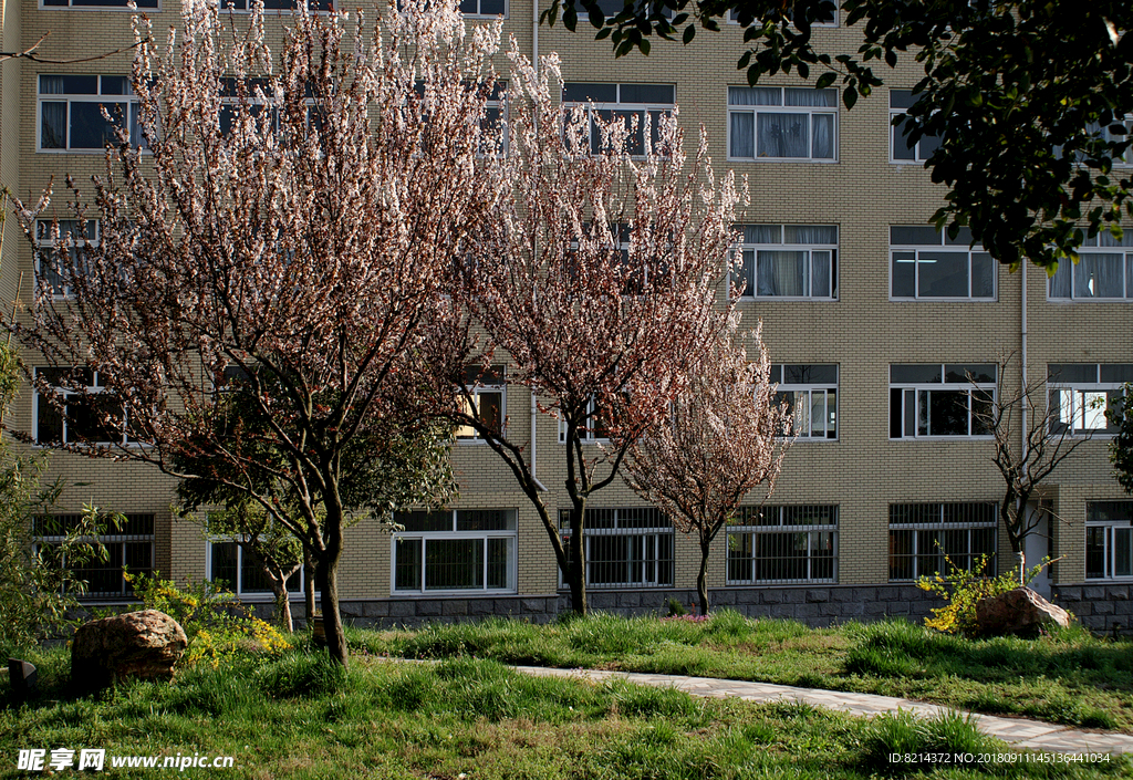 校园一角 翠岗中学 花草 建筑