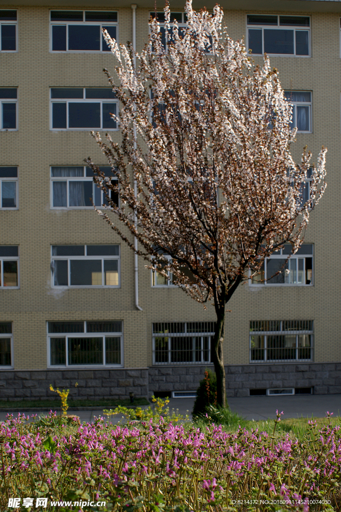 校园一角翠岗中学