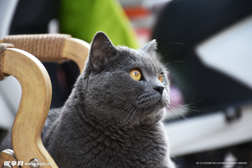 大胖 猫 蓝猫 动物 宠物