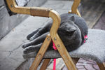 大胖 蓝猫 猫 动物 宠物