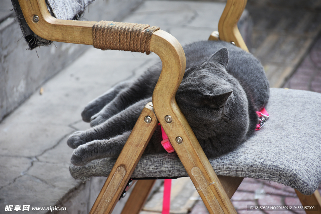 大胖 蓝猫 猫 动物 宠物