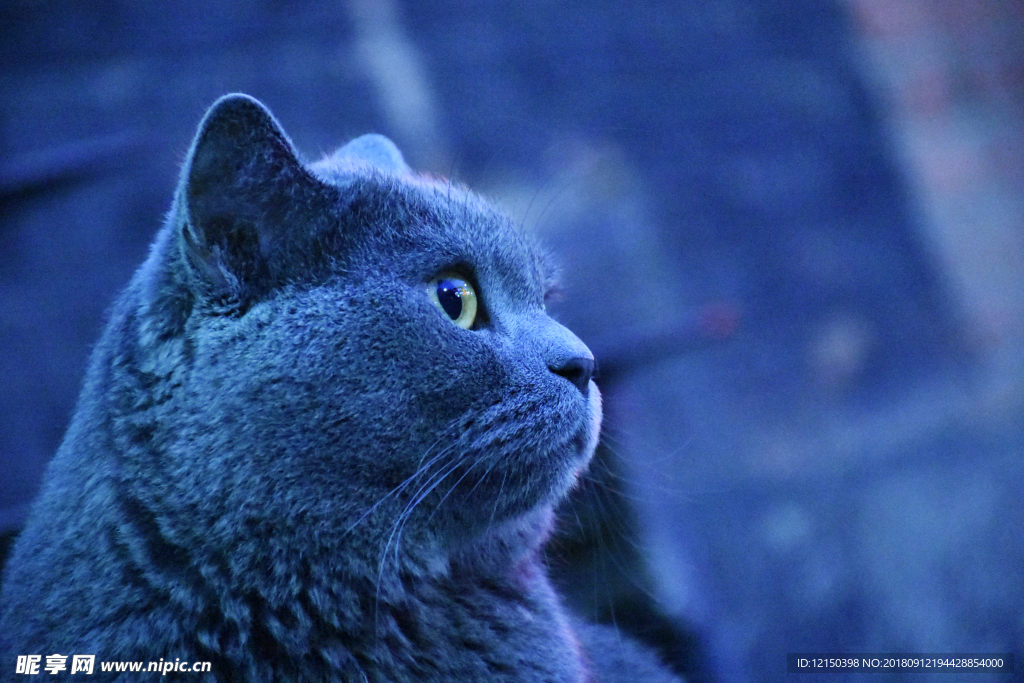 猫 蓝猫 大胖 动物 机敏