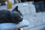 大胖 猫 蓝猫 动物 宠物