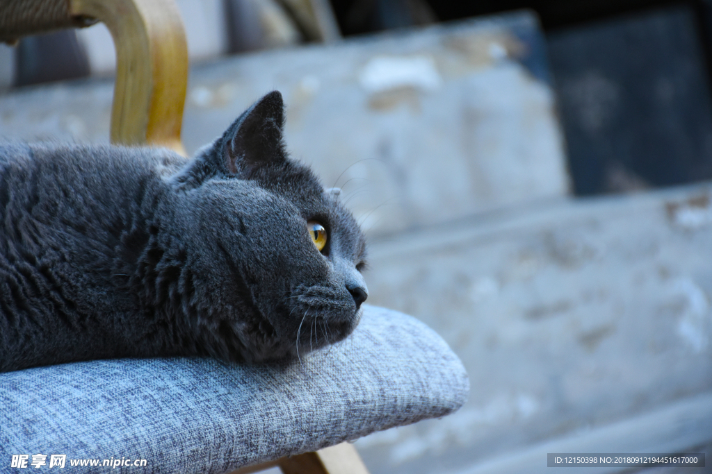 大胖 猫 蓝猫 动物 宠物