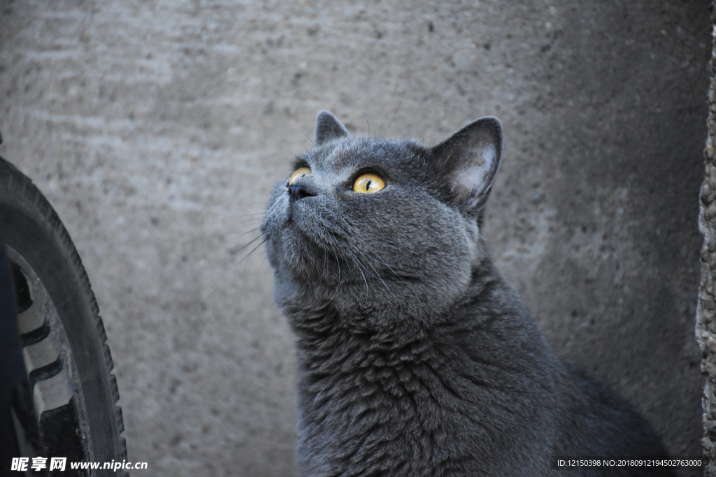 烟头 大胖 蓝猫 猫