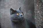 蓝猫 猫 大胖猫 烟头