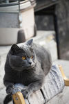 猫咪 猫 宠物 大胖 烟头
