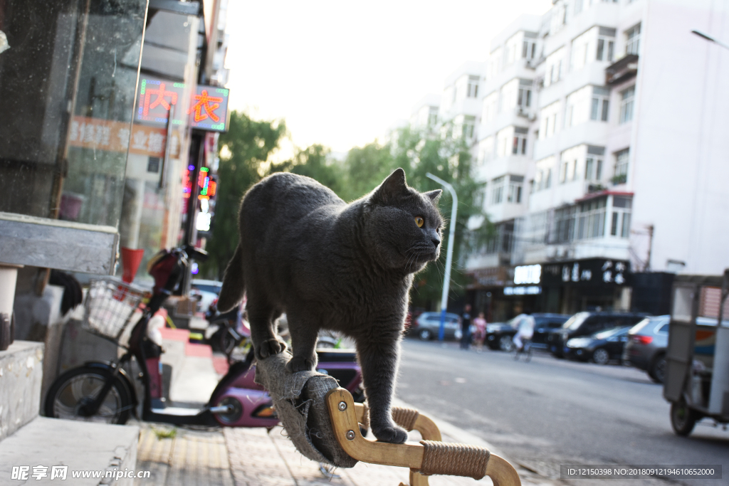 霸气的大胖 蓝猫