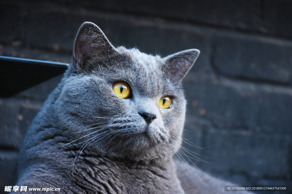 大胖 猫 懒猫 蓝猫 烟头