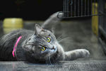 动物 猫 家猫 二胖猫