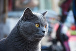 大胖 蓝猫 猫 萌宠