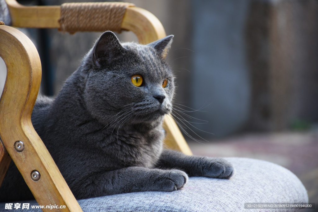 猫 大胖 蓝猫 烟头