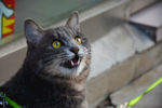 猫 动物 宠物 萌猫