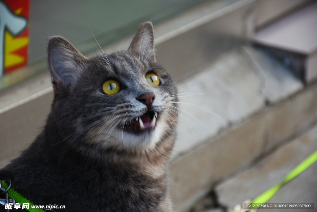 猫 动物 宠物 萌猫