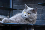 大胖 蓝猫 烟头 猫