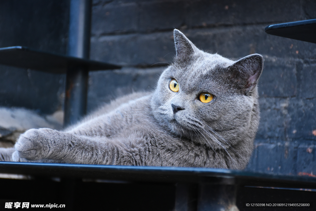 大胖 蓝猫 烟头 猫