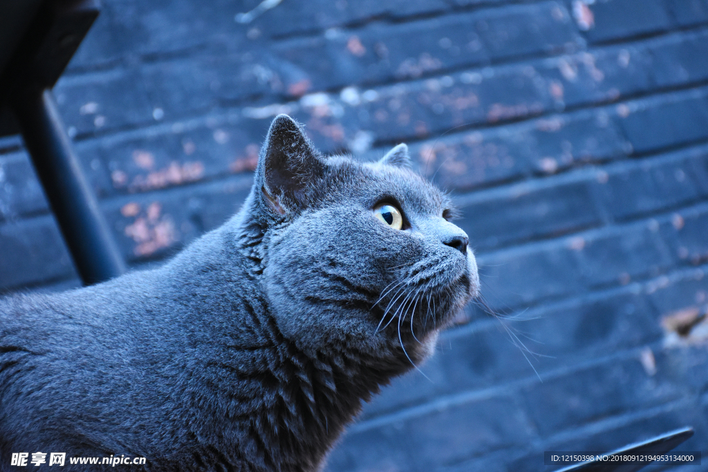 大胖猫 蓝猫虎斑猫 机灵