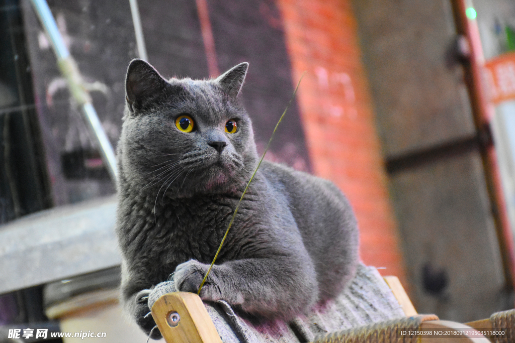 大胖 猫 烟头 蓝猫