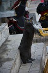 淘气 大胖 烟头 蓝猫 猫