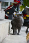 猫 蓝猫 胖猫 烟头大胖