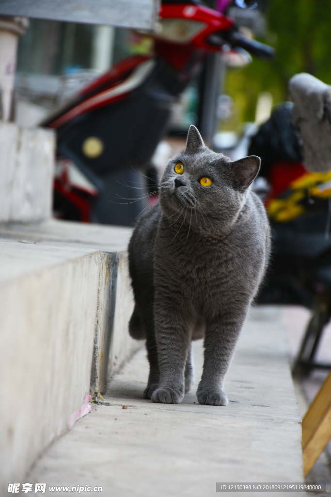 猫 蓝猫 胖猫 烟头大胖