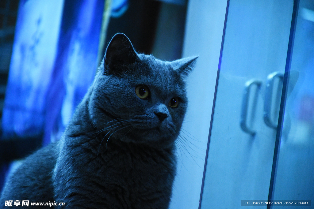 虎斑猫 蓝猫 大胖 烟头