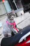 猫 萌宠 动物 霸气