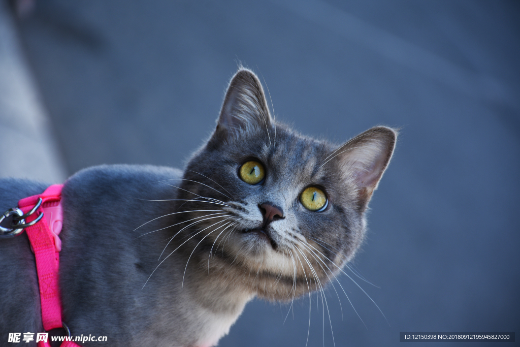 猫 动物 机灵 可爱帅气