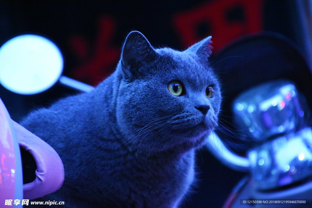 动物 蓝猫 萌猫 大胖 烟头