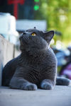 猫 蓝猫 虎斑猫 萌宠