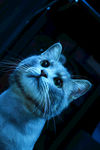 猫 夜晚 机灵 二胖猫