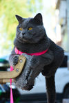 大胖  蓝猫
