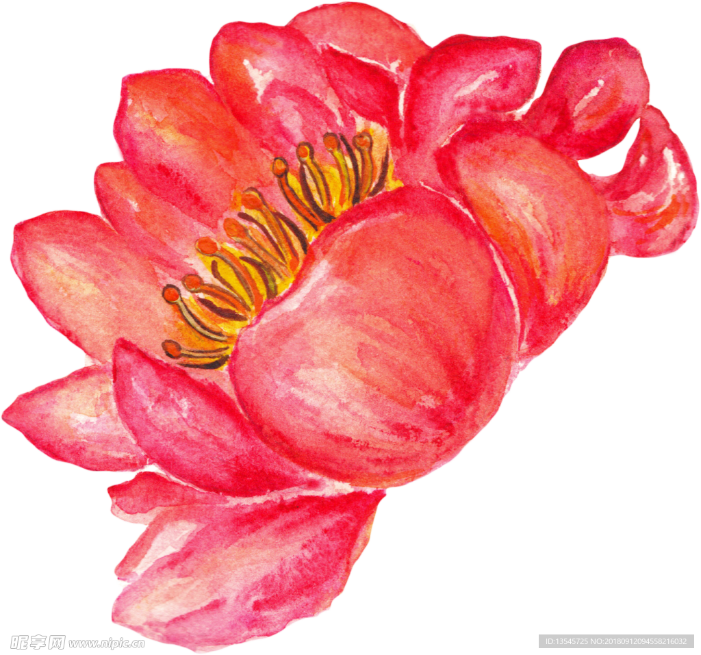 插画花