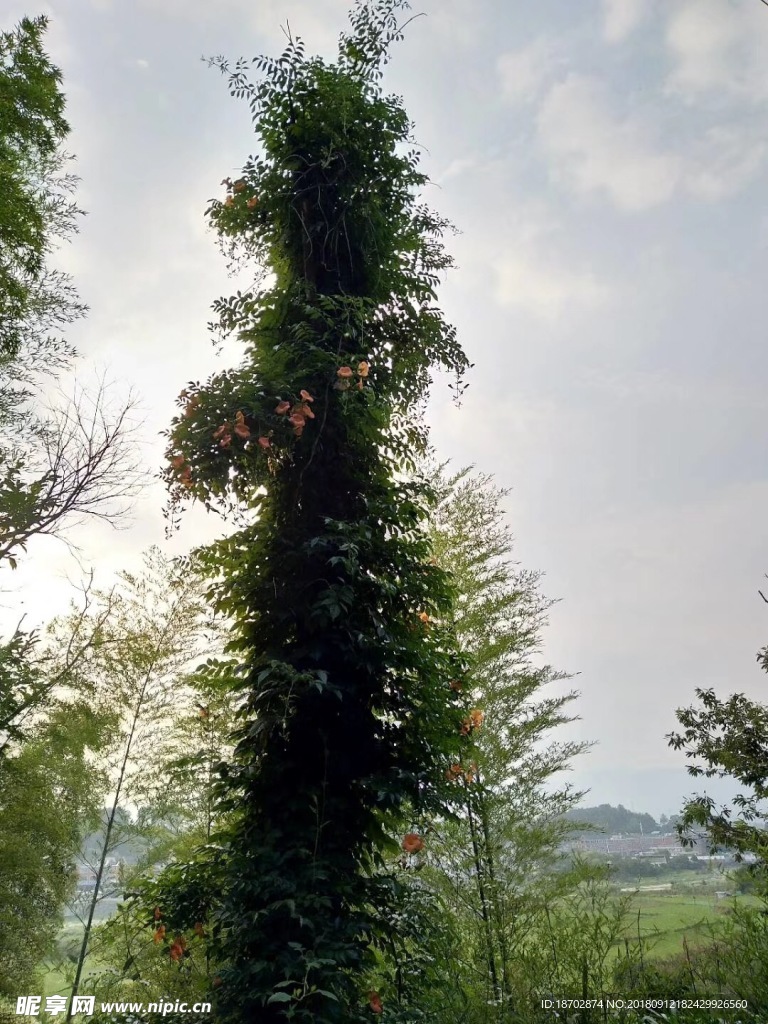 自然景色