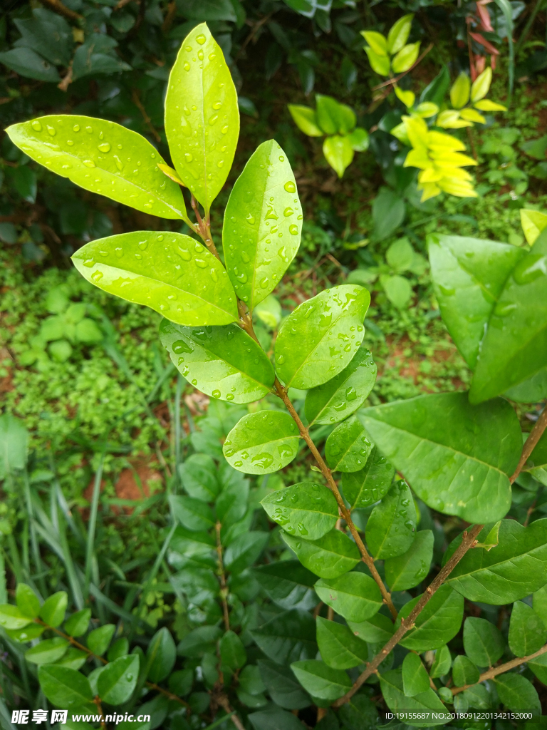 雨后的绿叶