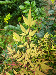 公园植物