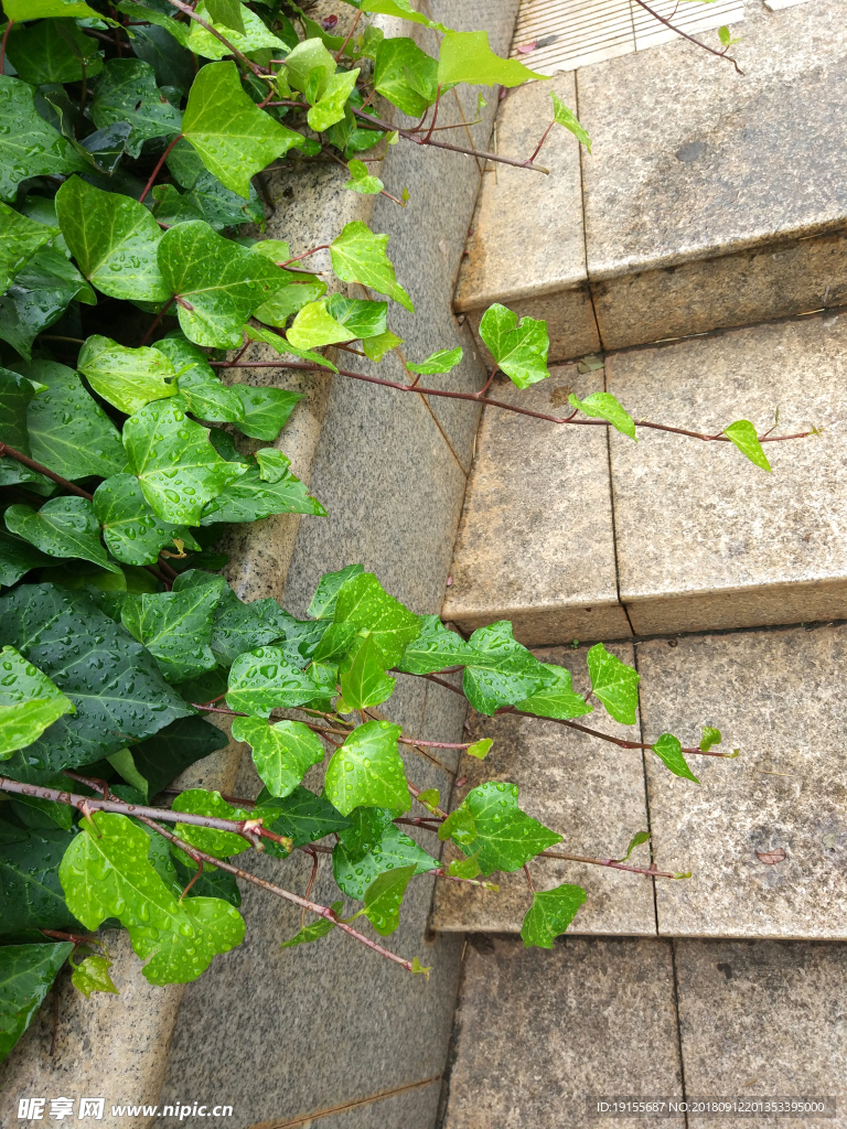 雨后的绿叶