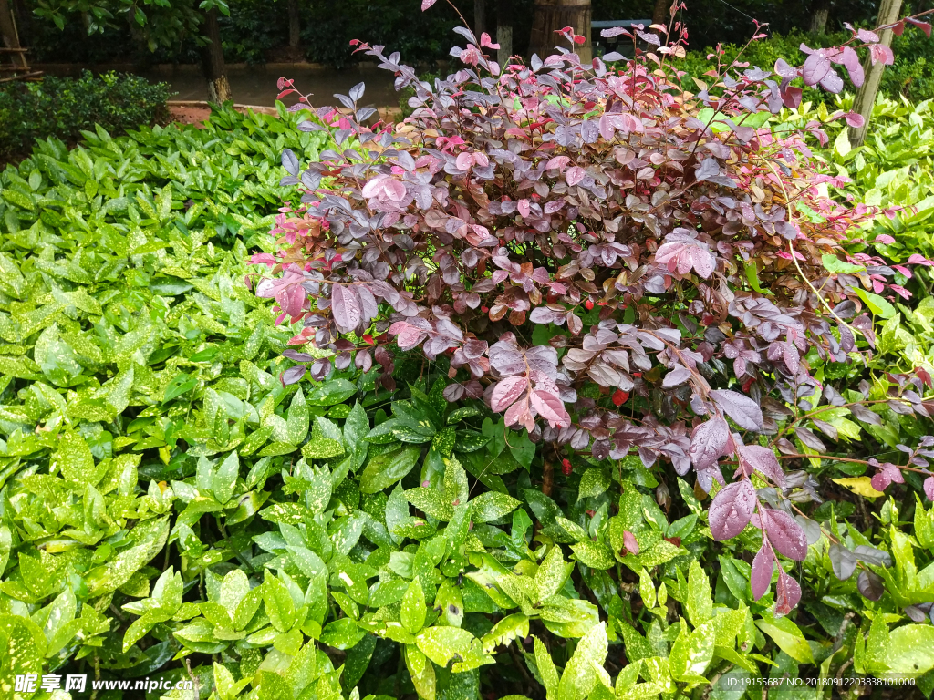 雨后的花圃